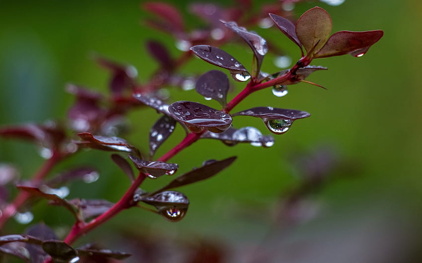 Water Drops on Barberry Branch, branch, drops, barberry, water HD wallpaper