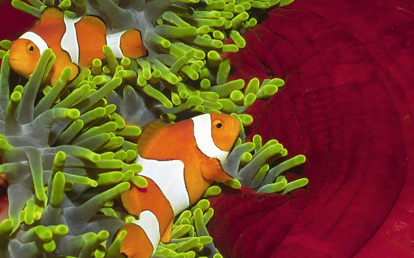 Orange fish, animals, underwater, fish, corals, orange HD wallpaper