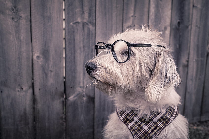Tiere, Hund, Brille, Brille, Taschentuch, Kopftuch HD-Hintergrundbild