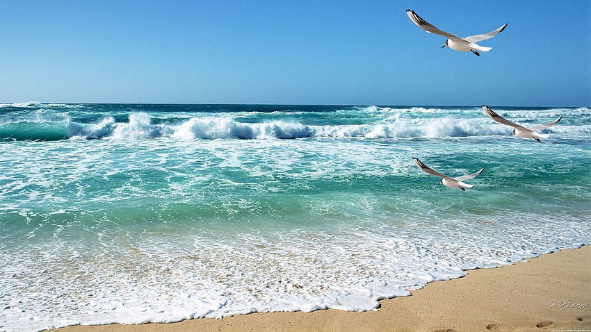 Calming Waves Seashore Bay Ocean Birds Sky Seagulls Sand, Calming Beach HD wallpaper