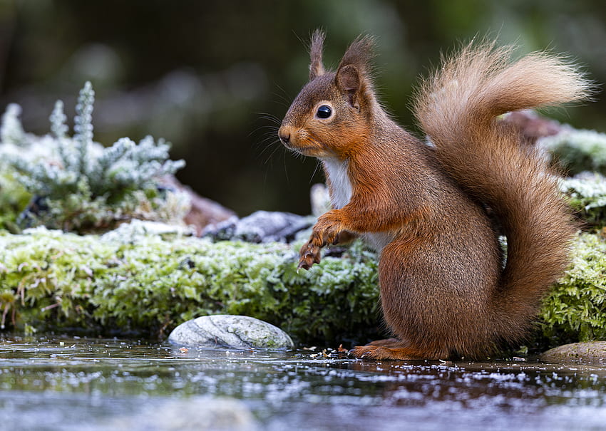 Friends of the Lake District - It's Red Squirrel Appreciation Day! Our native red squirrels are sadly rarely seen now in England. Help us help the Lake District red squirrel population HD wallpaper