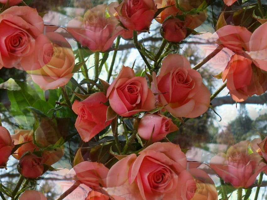 Primavera Rose, giardino, rose Sfondo HD