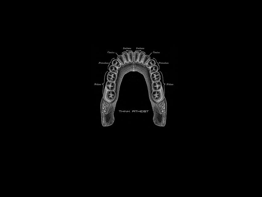 Teeth for . V28, Tooth HD wallpaper