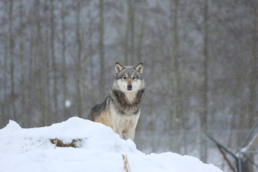 Animals, Snow, Predator, Grey, Wolf HD wallpaper