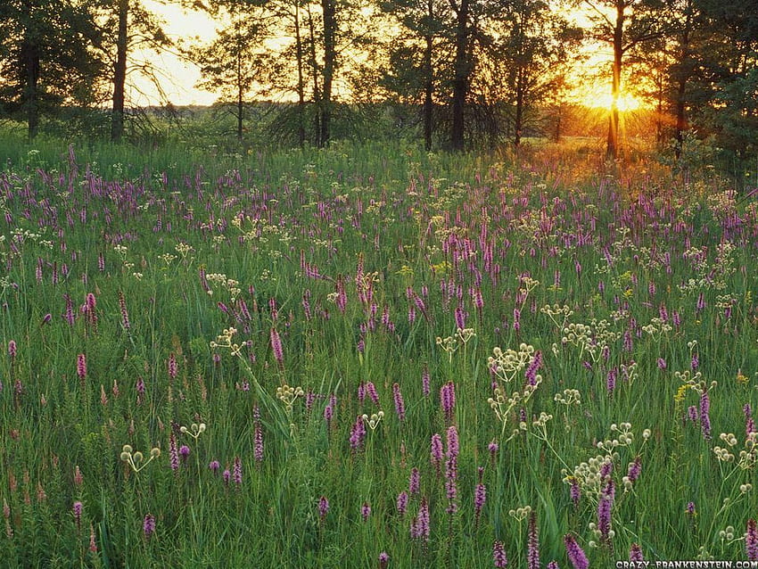 Dementia Sherpa prairie flowers at sunset iroquois conservation [] for your , Mobile & Tablet. Explore Illinois Prairie . Illinois Prairie , Prairie Wind , Prairie Style HD wallpaper