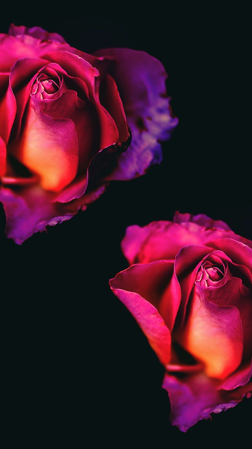 Page 16 | red beauty rose HD wallpapers | Pxfuel