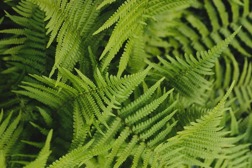 Fern plant, leaves HD wallpaper