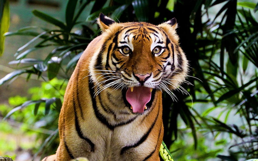 Animals, Grass, Leaves, Wood, Aggression, Grin, Tree, Muzzle, Tiger, Anger HD wallpaper