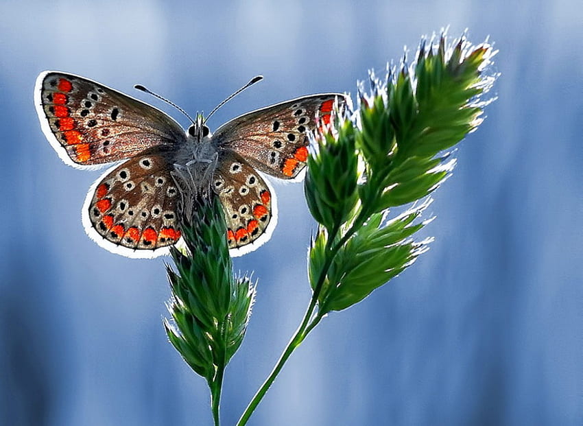 Painted lady, white, black, colors, orange, blue sky, plant, brown, butterfly HD wallpaper