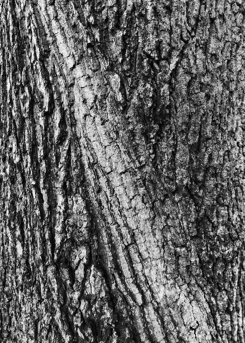 Wood, Tree, Texture, Textures, Surface, Grey, Bark HD phone wallpaper