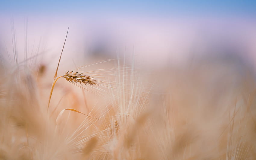 Plants, Background, Wheat HD wallpaper