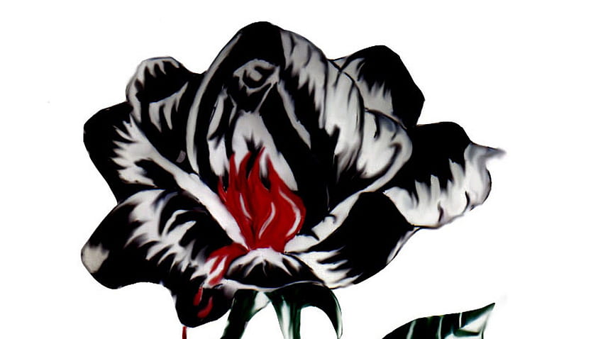 Black rose aeonium, Black rose antiques, White Aesthetic HD тапет