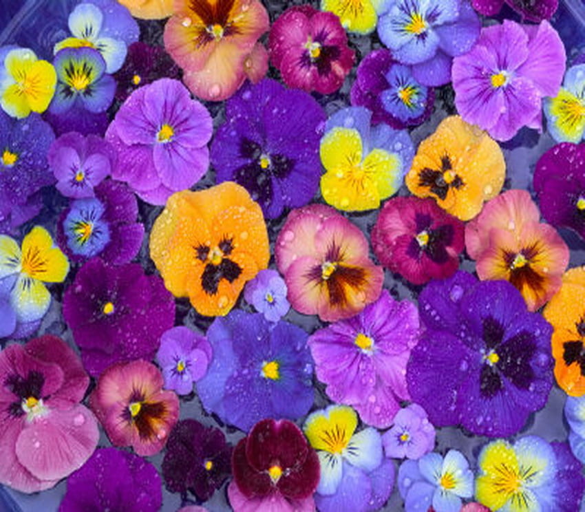 pansy, colorful, beautiful, dew HD wallpaper
