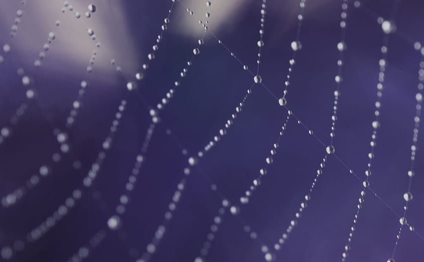The Web, blue, purple, web HD wallpaper