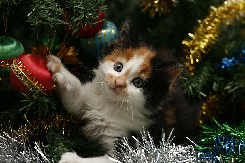 Animals, Kitty, Kitten, Muzzle, Spotty, Spotted, Christmas, Christmas Decorations, Christmas Tree Toys, Christmas Tree, Tinsel HD wallpaper