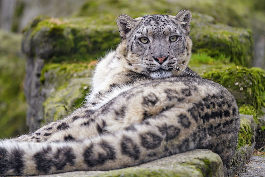 Animals, Snow Leopard, Predator, Big Cat, Sight, Opinion, Animal, Irbis HD wallpaper