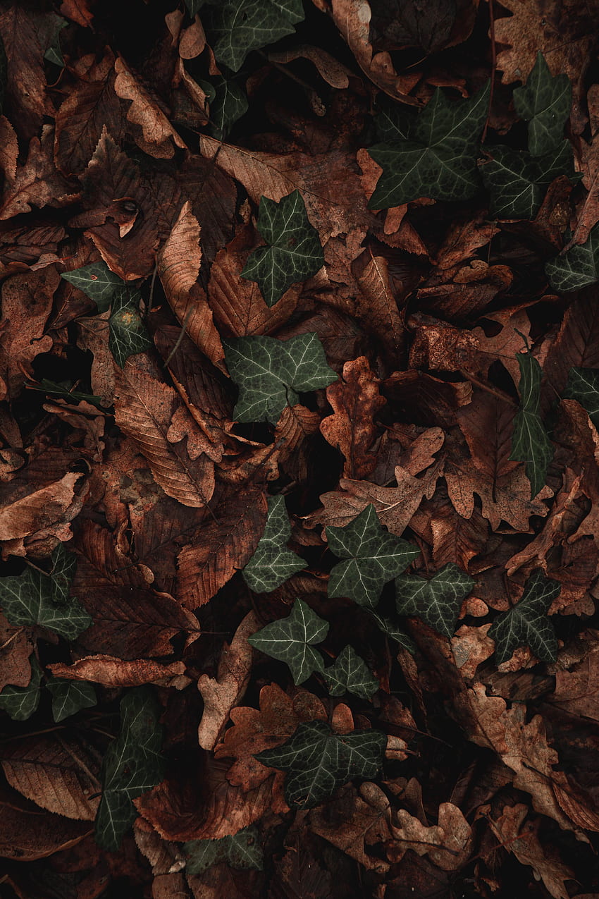 Leaves, Plant, Macro, Brown, Dry HD phone wallpaper | Pxfuel