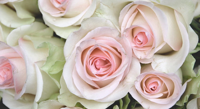 * Roses *, soft, white roses, roses, petals HD wallpaper