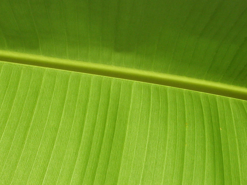 Wzór liścia, abstrakt, zieleń, liść, tekstury, wzór Tapeta HD