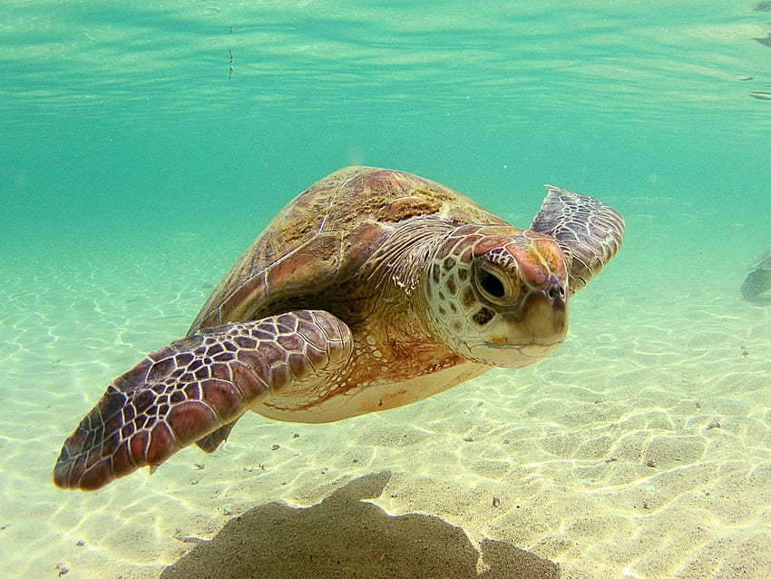 Sea Turtle ., Cute Turtle HD wallpaper Sea Turtle ., Cute Turtle HD wallpaper