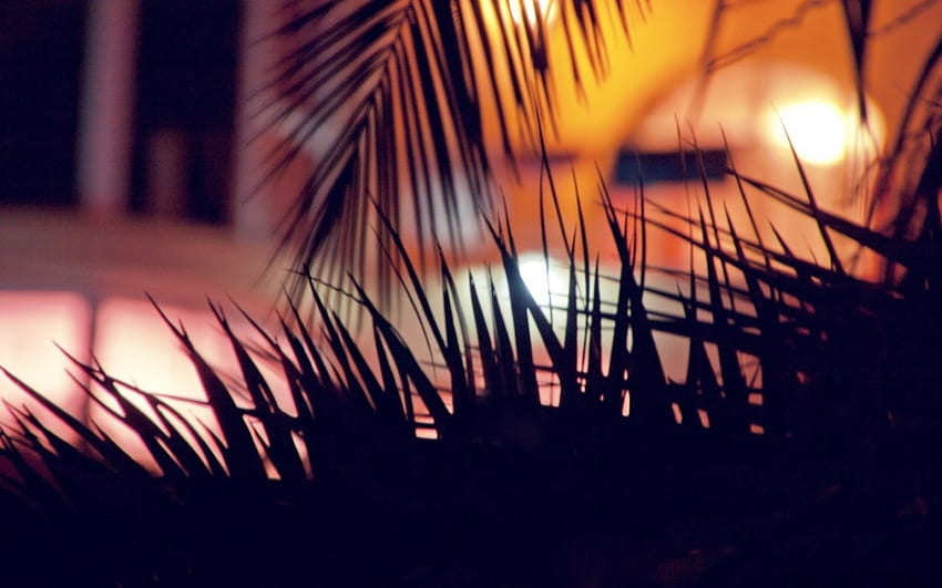 Palme, Pflanze, Blätter, Licht, Baum HD-Hintergrundbild