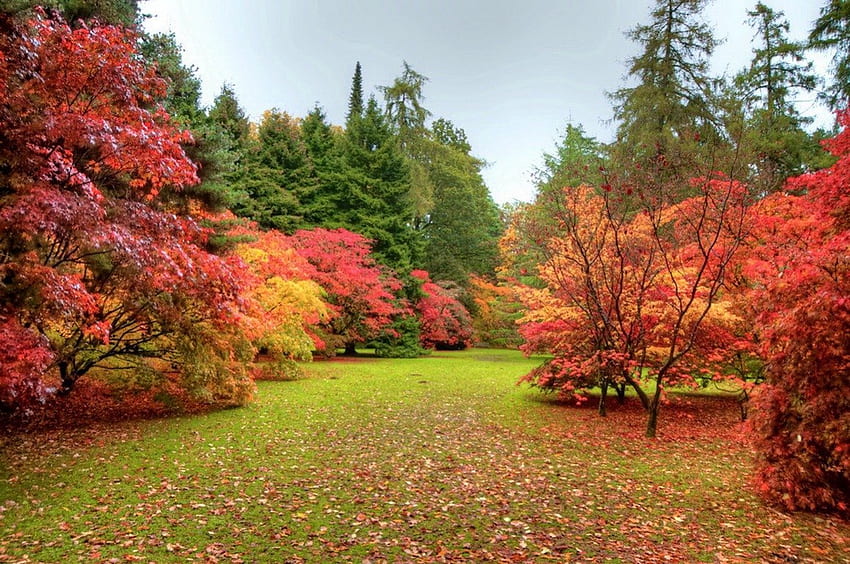 Jesień park, kolorowe, kolory, alejki, spokój, ładne, ciche, pora roku, drzewa, spokój, ścieżka, upadek, krzewy, piękne, trawa, park, dywan, spadanie, liście, natura, niebo, śliczny, listowie Tapeta HD