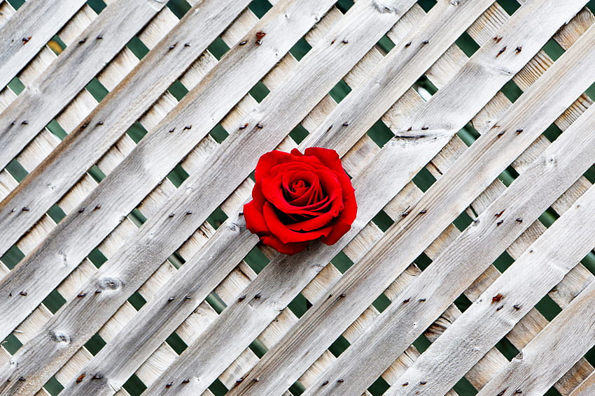 Wood, Wooden, Rose Flower, Rose, Minimalism, Wall, Fence HD wallpaper