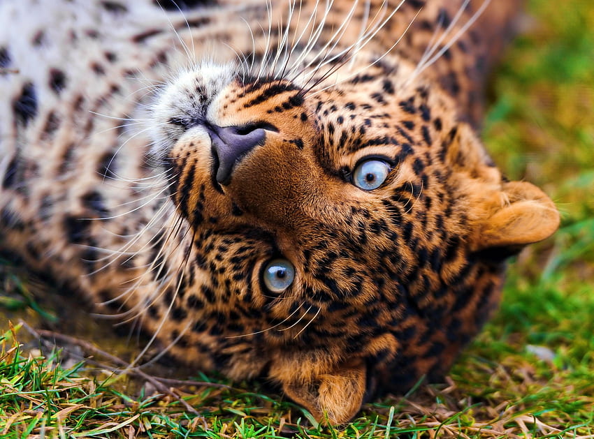 สัตว์ หญ้า เสือดาว นอนลง โกหก ปากกระบอกปืน นักล่า สายตา ความคิดเห็น วอลล์เปเปอร์ HD