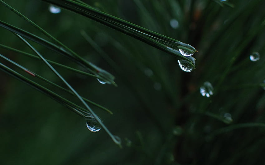 Morning Dew, green, drops, nature, grass, dew, droplets HD wallpaper