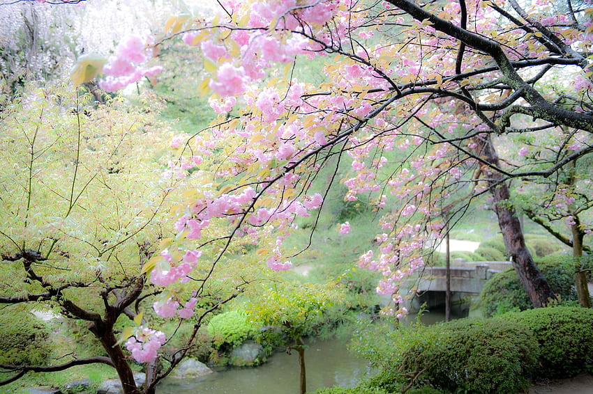 日本の丘と池の庭に植えられたこれらの木と、描かれた桜 高画質の壁紙