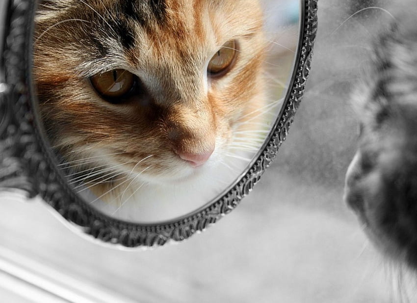 Mirror, cats, 3d HD wallpaper