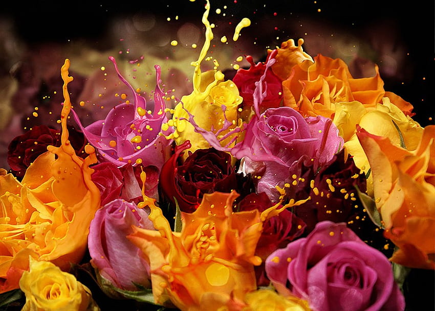 A SPLASH OF ROSES, bunch, flowers, roses, splash HD wallpaper