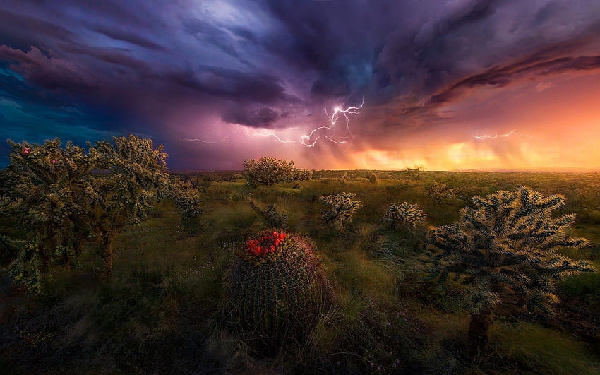 nature, Landscape, Lightning, Storm, Shrubs, Grass, Sky, Clouds, Arizona Landscape HD wallpaper