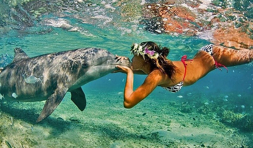 nuoto, delfini, baci, animali Sfondo HD