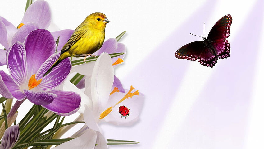 цветя, птица, крокус, калинка, колаж, пеперуда 56712 HD тапет