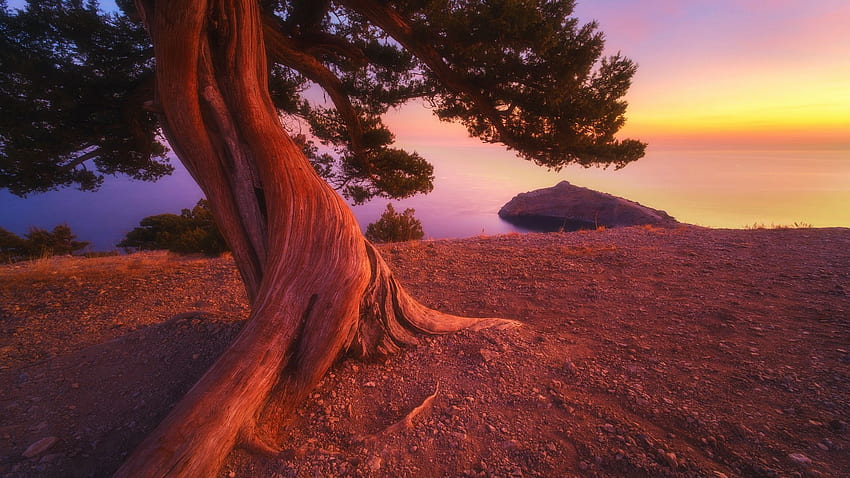 Pohon Juniper saat Matahari Terbit Musim Gugur, warna, langit, air, pantai, bebatuan Wallpaper HD