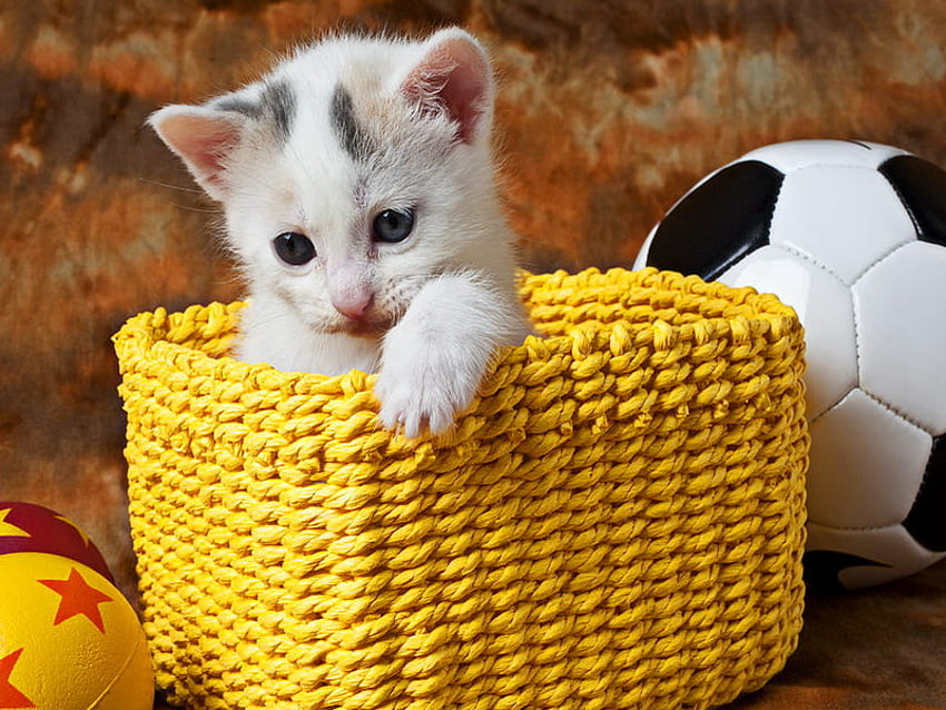 Kitty in yellow basket, kitten, basket, kitty, football, yellow, ball, cat, fluffy HD wallpaper