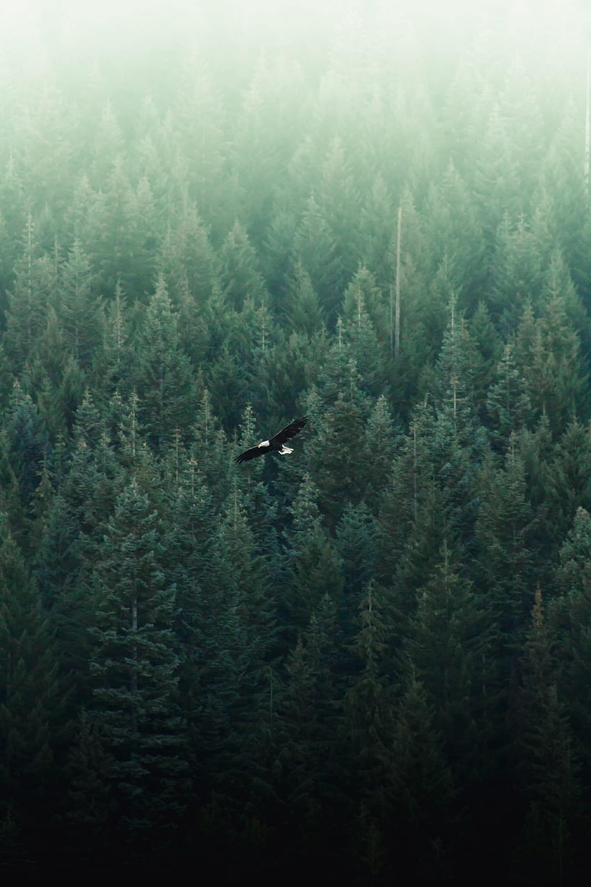 Nature, View From Above, Forest, Flight, Eagle HD phone wallpaper