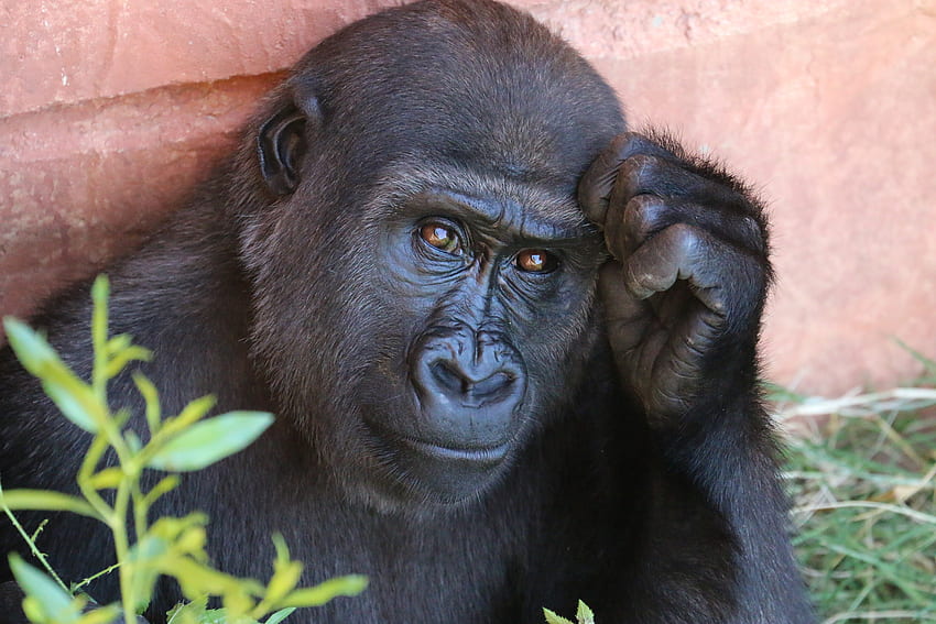 Tiere, Gorilla, Affe, Primat HD-Hintergrundbild