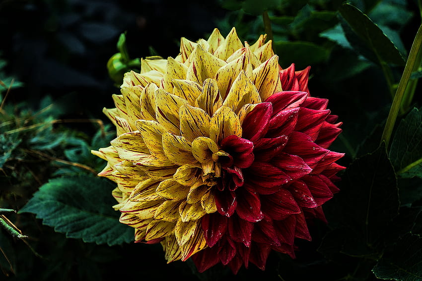 Blumen, Blume, dekorativ, Dahlie HD-Hintergrundbild
