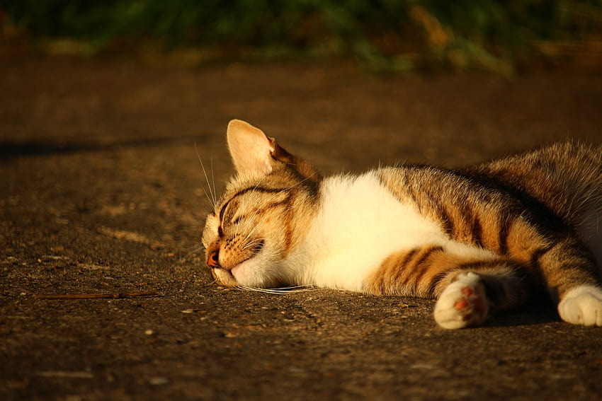 Hewan, Kucing, Kebohongan, Belang, Sinar Matahari Wallpaper HD
