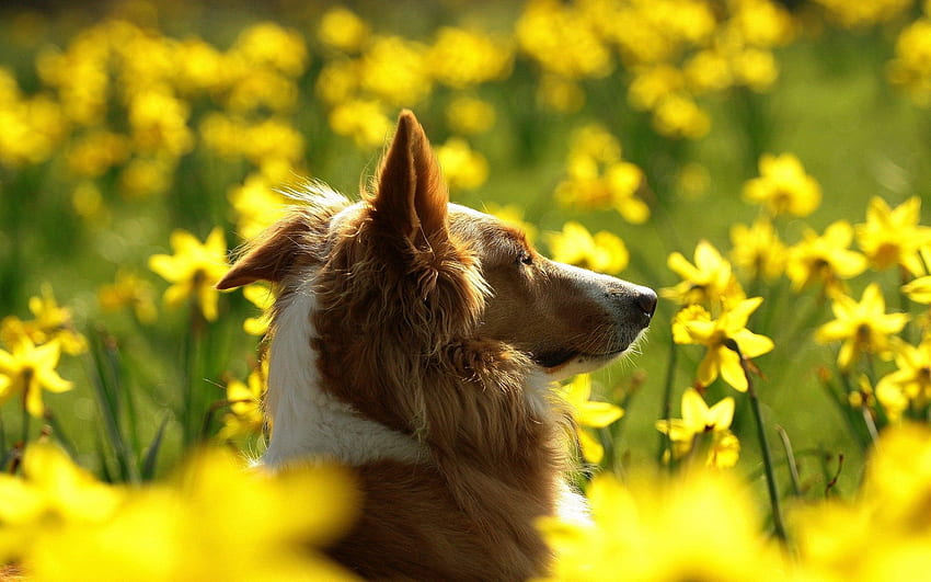 Animals, Flowers, Dog, Muzzle, Ears, Profile, Greased, Smeared HD wallpaper