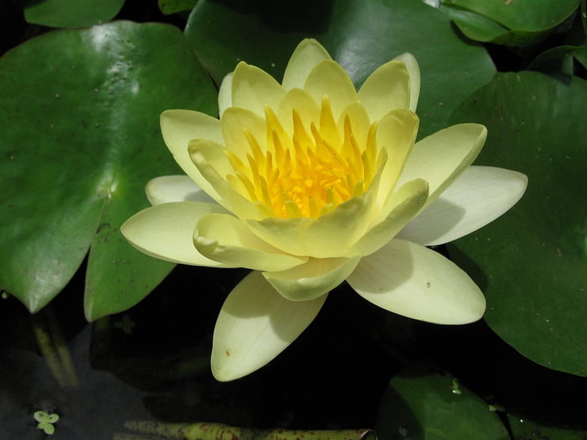 Lotus dans un étang, nature, eau, lotus, fleur Fond d'écran HD