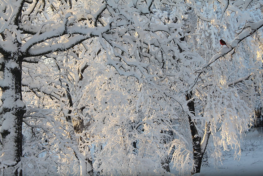 Дървета, облечени в сняг, зима, дървета, бяло, сняг HD тапет