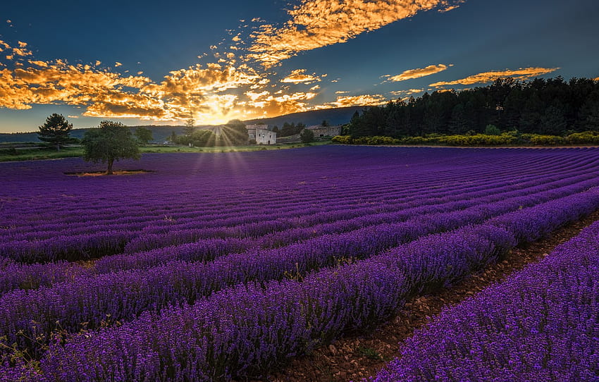 Lanskap, Matahari Terbenam, Prancis, Provence Alpes Cote D'azur, Ladang Lavender Untuk , Bagian природа Wallpaper HD