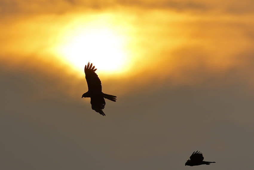 Natur, Sonne, Flug, Flügel, Adler HD-Hintergrundbild