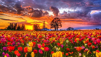 634140 Spring Sunset Stock Photos  Free  RoyaltyFree Stock Photos from  Dreamstime