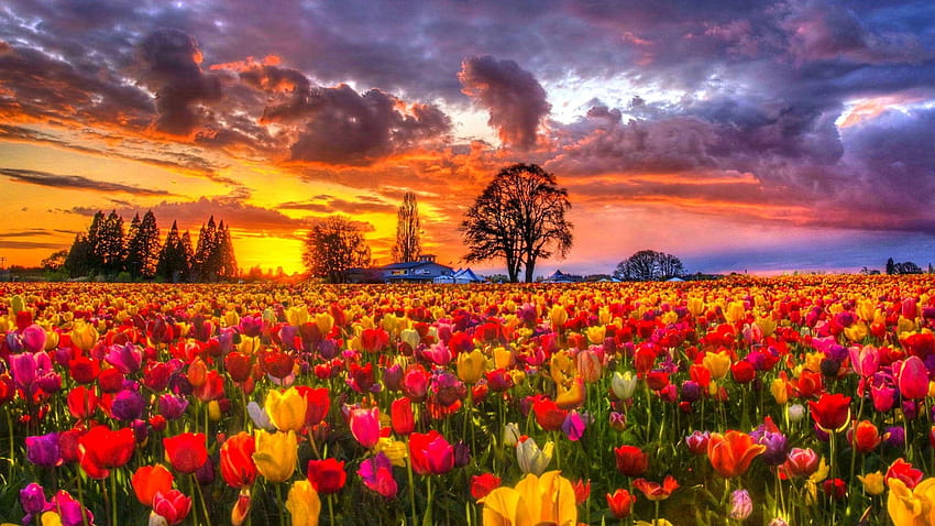 Campos de tulipanes, flores, árboles, nubes, colores, cielo, flores, primavera, puesta de sol fondo de pantalla