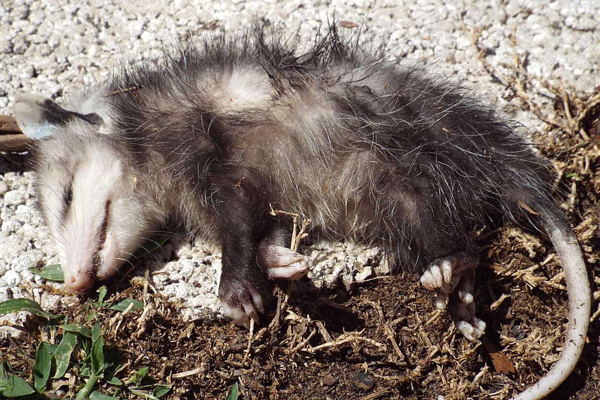 Los animales importan: no te deshagas de las zarigüeyas 'muertas' demasiado rápido, Baby Possum fondo de pantalla