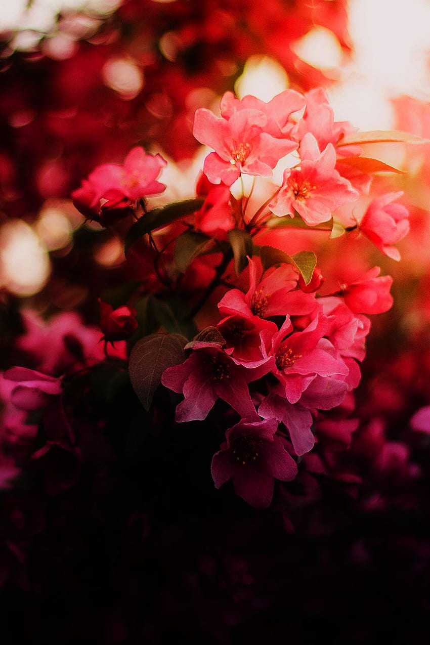 花 , ピンク, 赤, 花, 花弁, 工場, 春, 植物学, 葉, 開花植物, 木, フラワーズ HD電話の壁紙